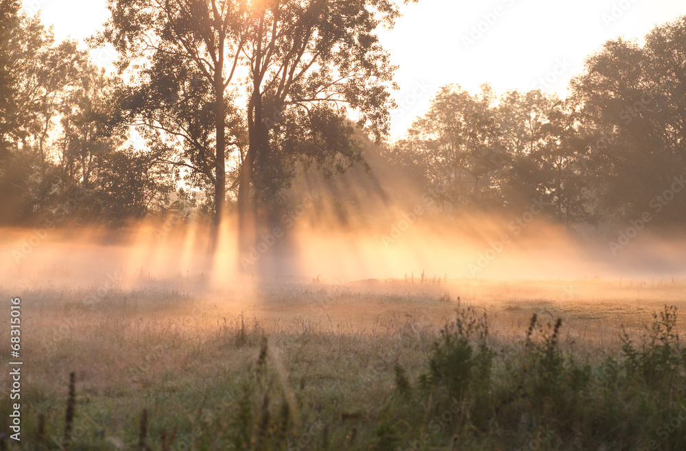 Fototapeta premium misty sunrise over summer meadow