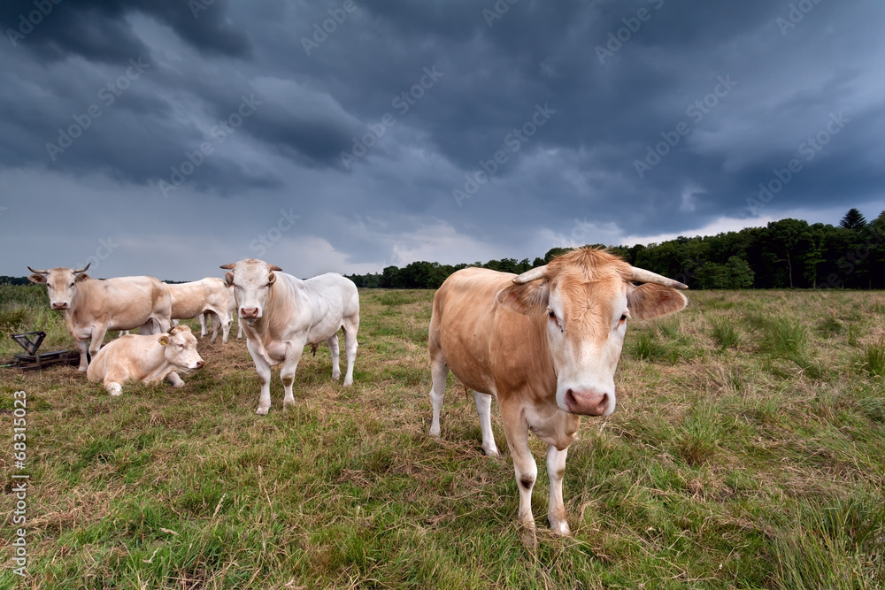 few cows on pasture over dark sky