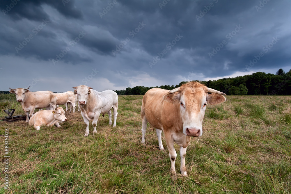 few cows on pasture over dark sky few cows on pasture over dark sky