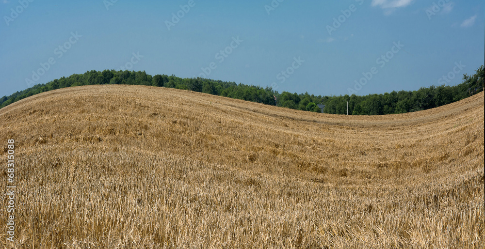 Zboże Zboże
