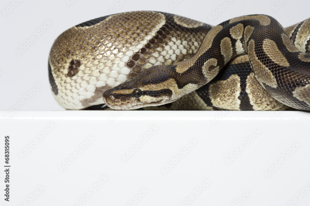 Obraz premium Königspython im Studio