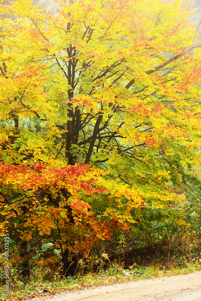 Mountain road in autumn colours Mountain road in autumn colours
