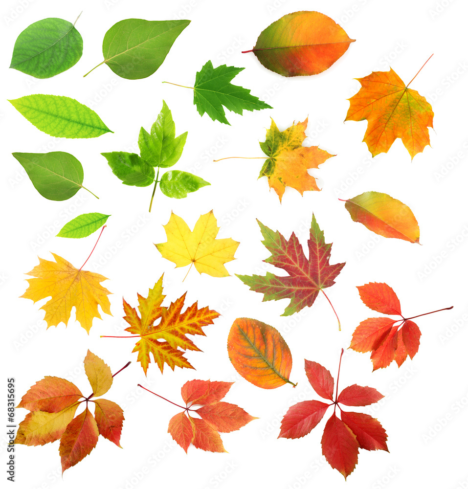 Obraz premium Collage of different leaves isolated on white