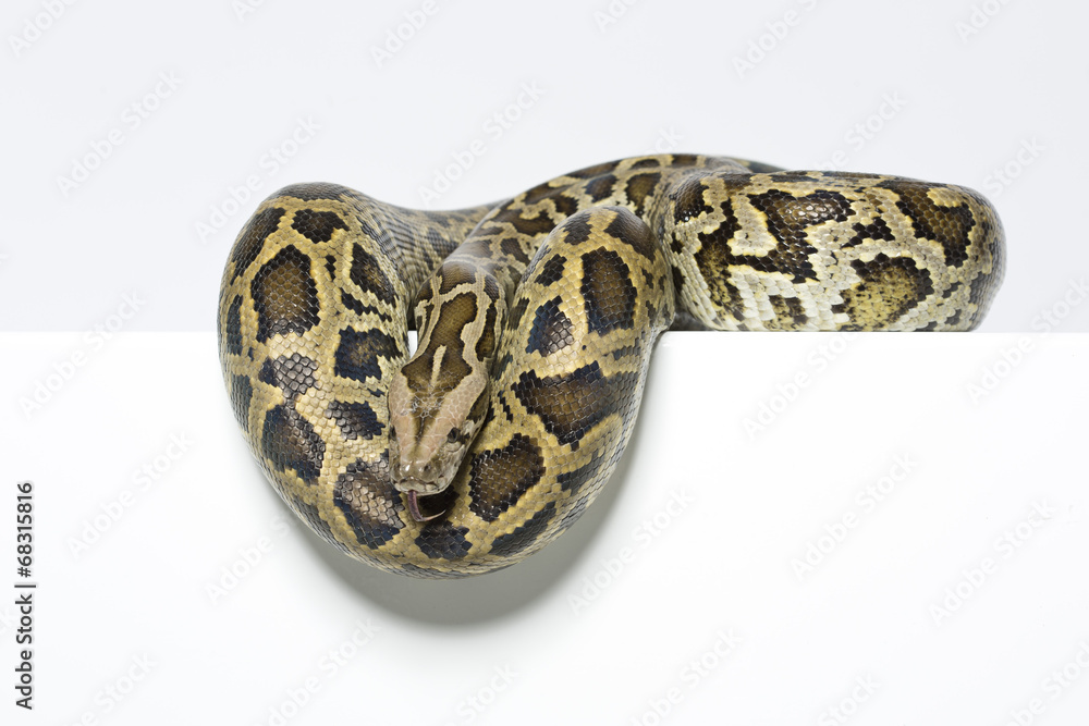 Obraz premium Tigerpython im Studio