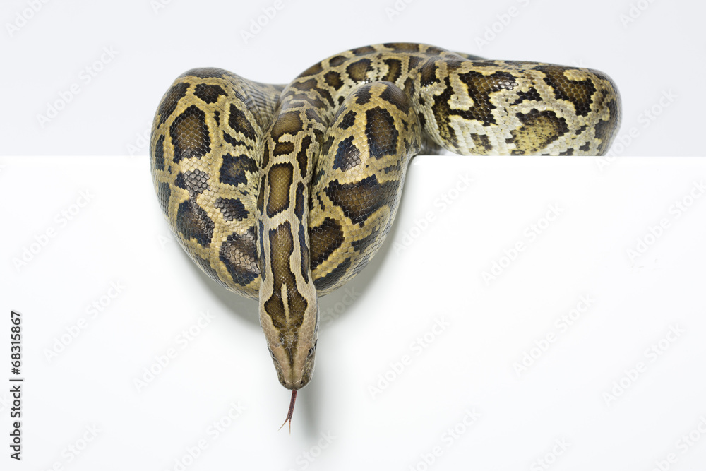 Tigerpython im Studio Stock-Foto | Adobe Stock