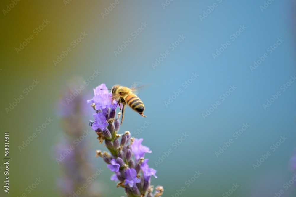 ラベンダーの蜜を吸うミツバチ ラベンダーの蜜を吸うミツバチ
