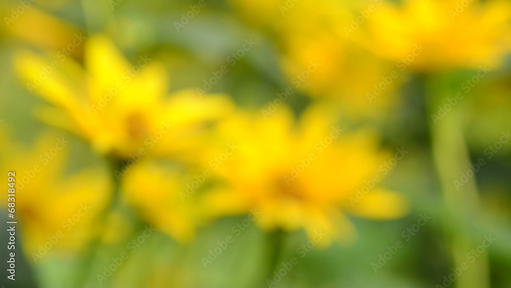 Yellow flowers in garden - transition from blur Yellow flowers in garden - transition from blur