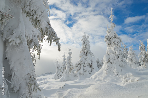 Wallpaper Mural Winter forest under snow Torontodigital.ca