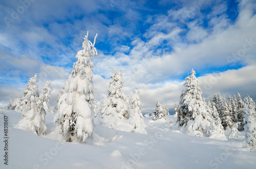 Winter forest under snow