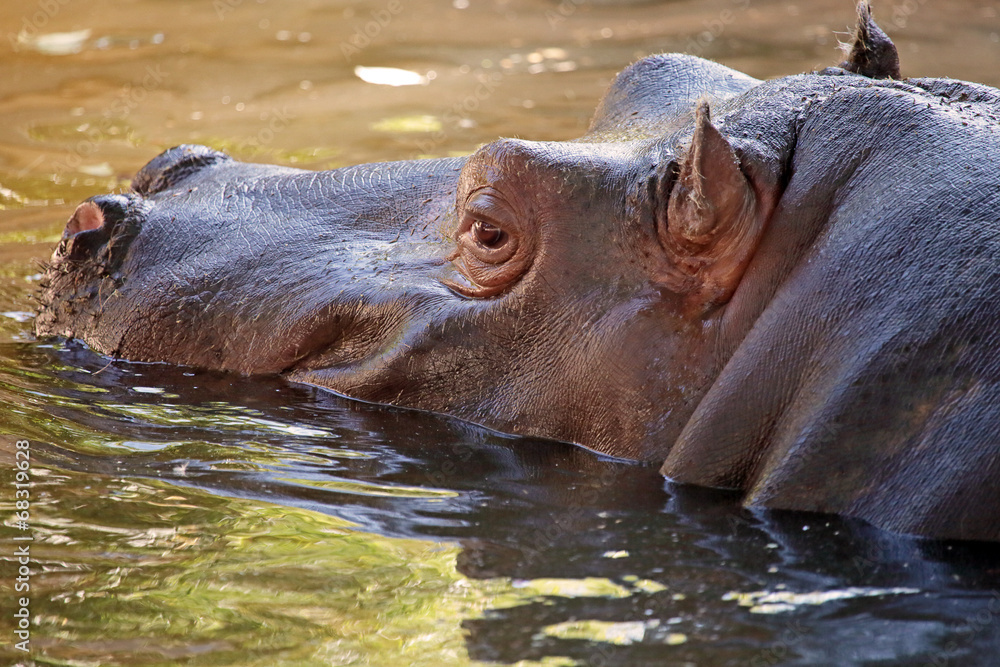 Hippopotamus in water, its natural habitat Hippopotamus in water, its natural habitat