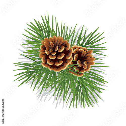 Evergreen branch with cones