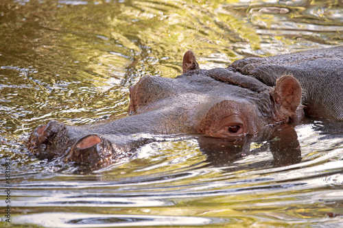Hippopotamus in water, its natural habitat