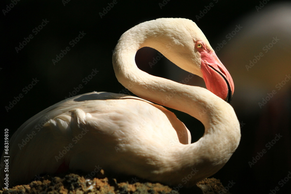 Fototapeta premium Flamingo isolate with black background.