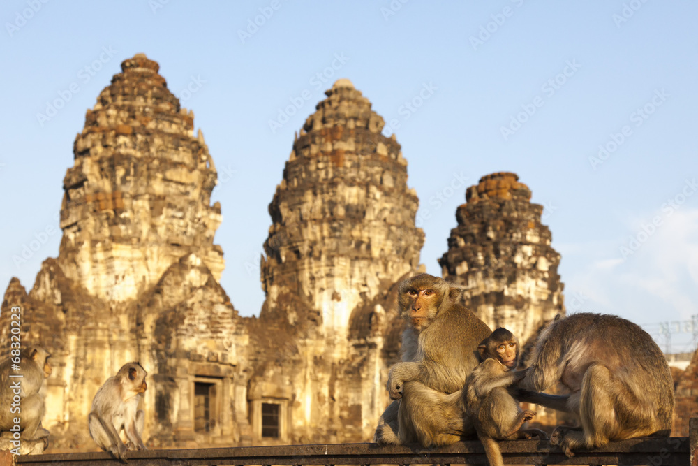 Affen im Tempel Phra Prang Sam Yot von Lopburi