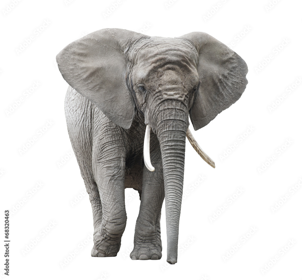 Naklejka premium Słoń afrykański na białym tle ze ścieżką przycinającą