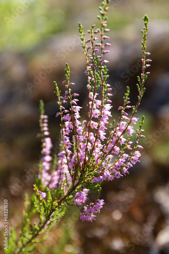 branch of heather