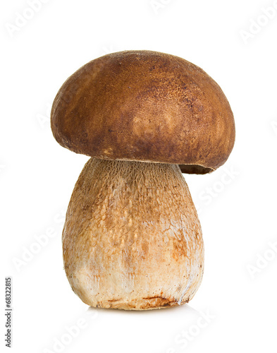 Boletus, mushroom isolated on white background