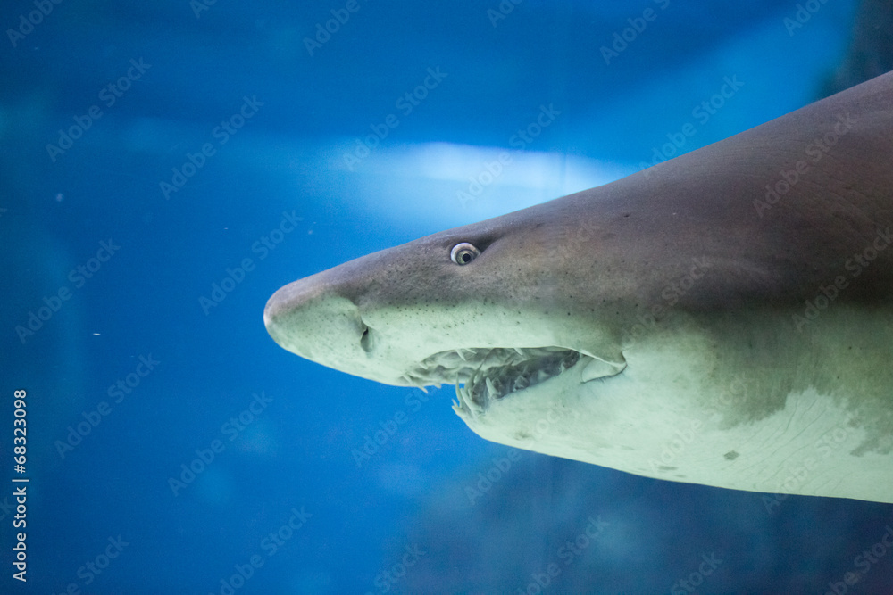 Naklejka premium shark wish