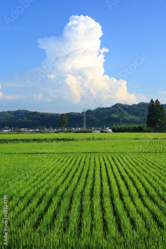 夏の風景