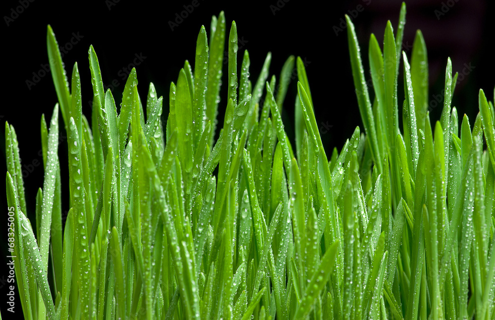 Obraz premium Młode zboże