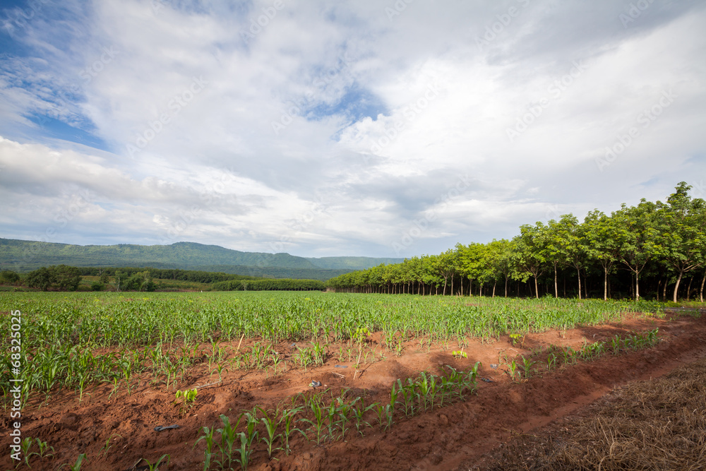 Rubber trees  and corn field  with cloud sky