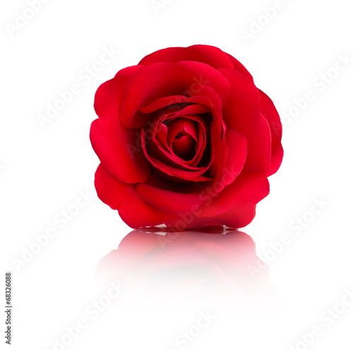 Rote Rose