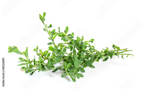 Knotweed or polygonum aviculare  isolated on white background