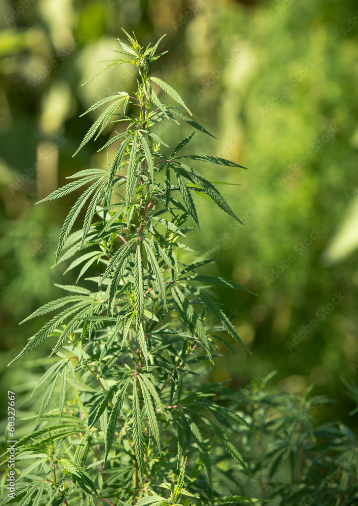 Marijuana stem outdoor on field Marijuana stem outdoor on field