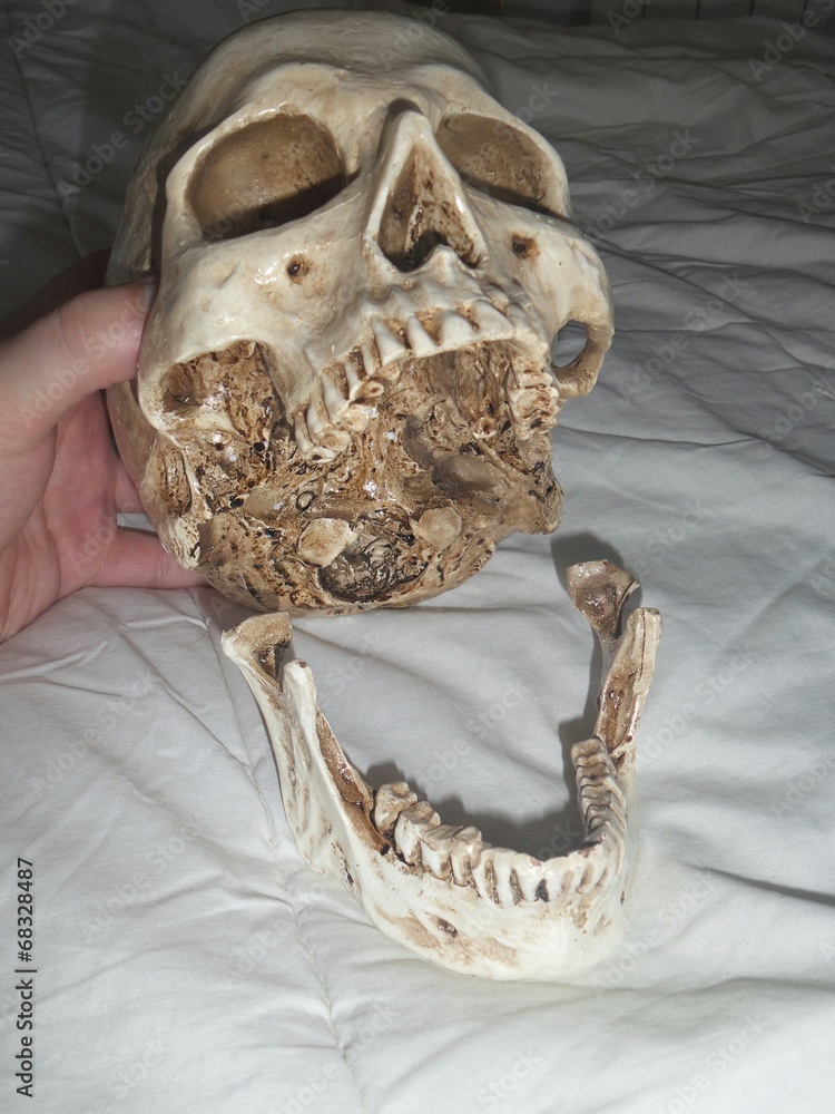 Calavera Calavera