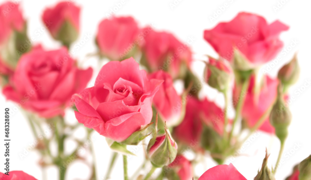 Obraz premium Light Pink Miniature Roses