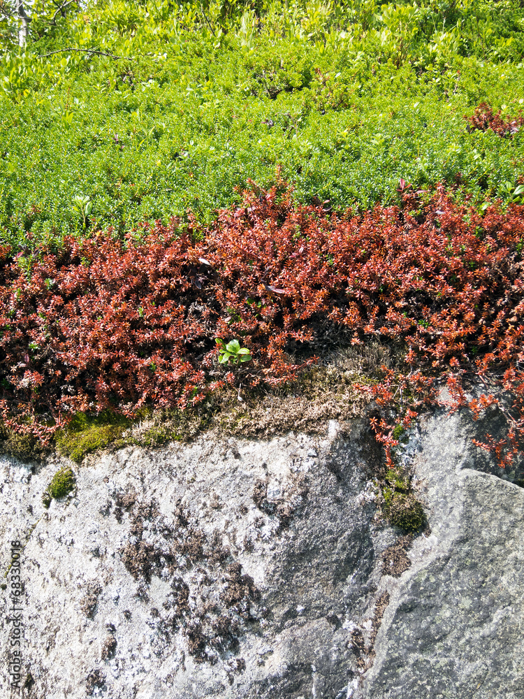 Obraz premium Wall texture