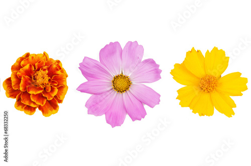 Fototapeta Naklejka Na Ścianę i Meble -  flowers