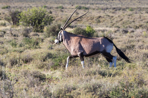 Oryx in Karoo NP, South Africa
