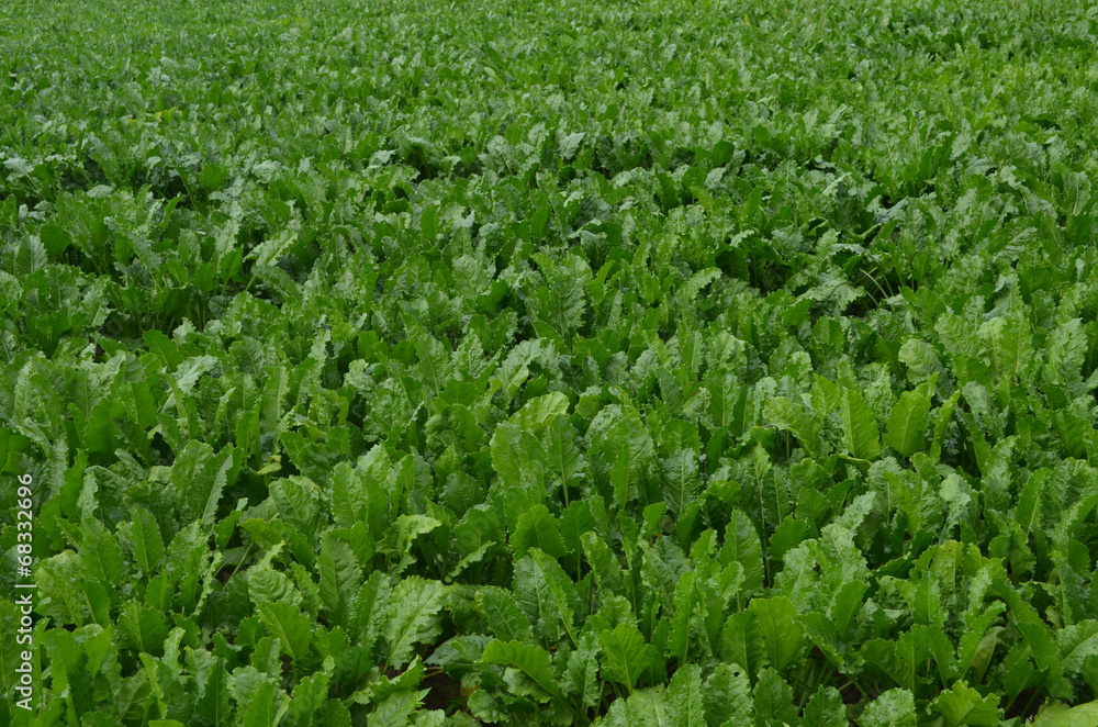 Field of sugar beets Field of sugar beets