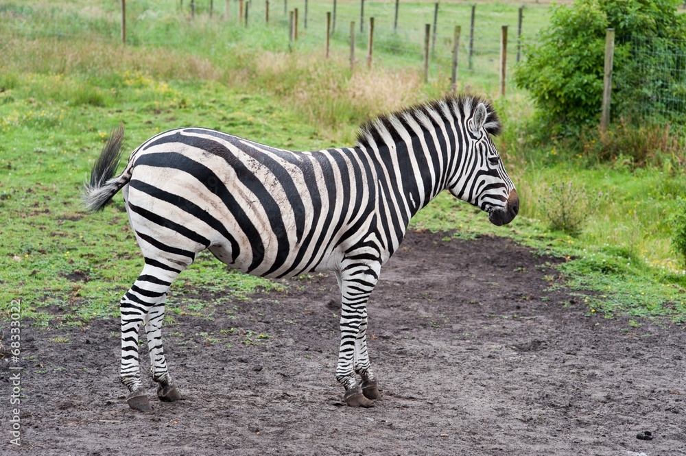 Fototapeta premium Zebra