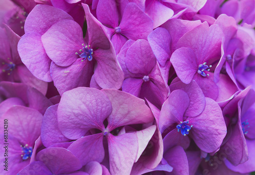 Fototapeta Naklejka Na Ścianę i Meble -  Pink Flowers