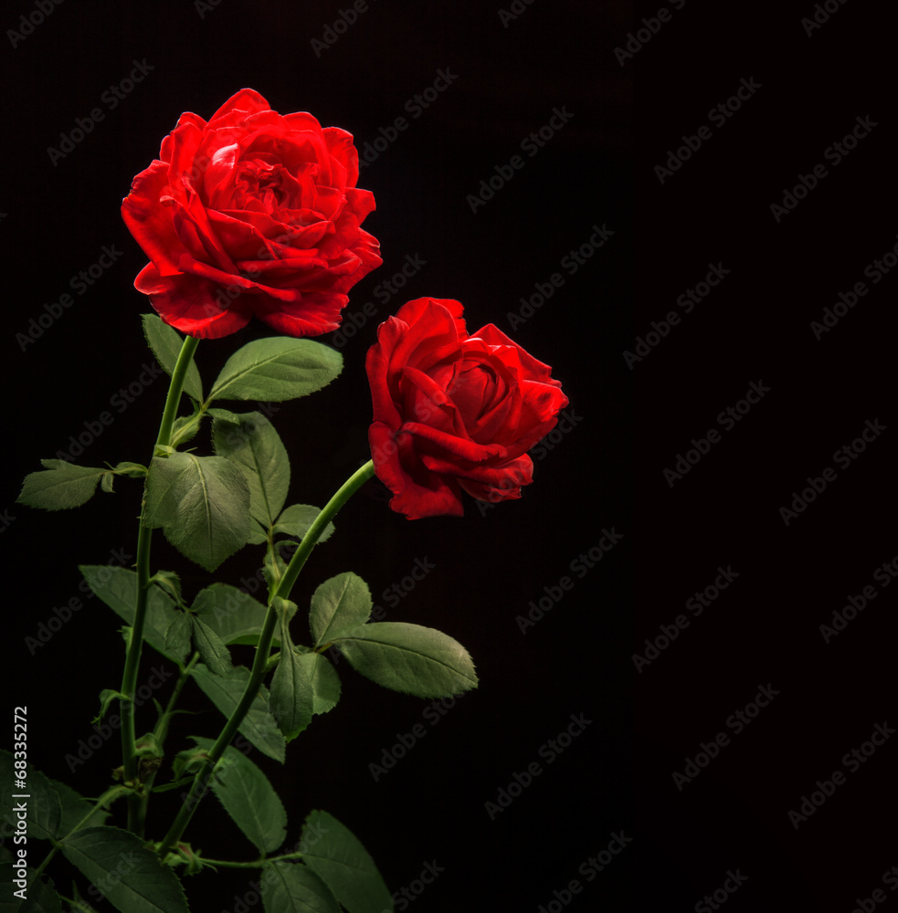Red roses on black background Red roses on black background