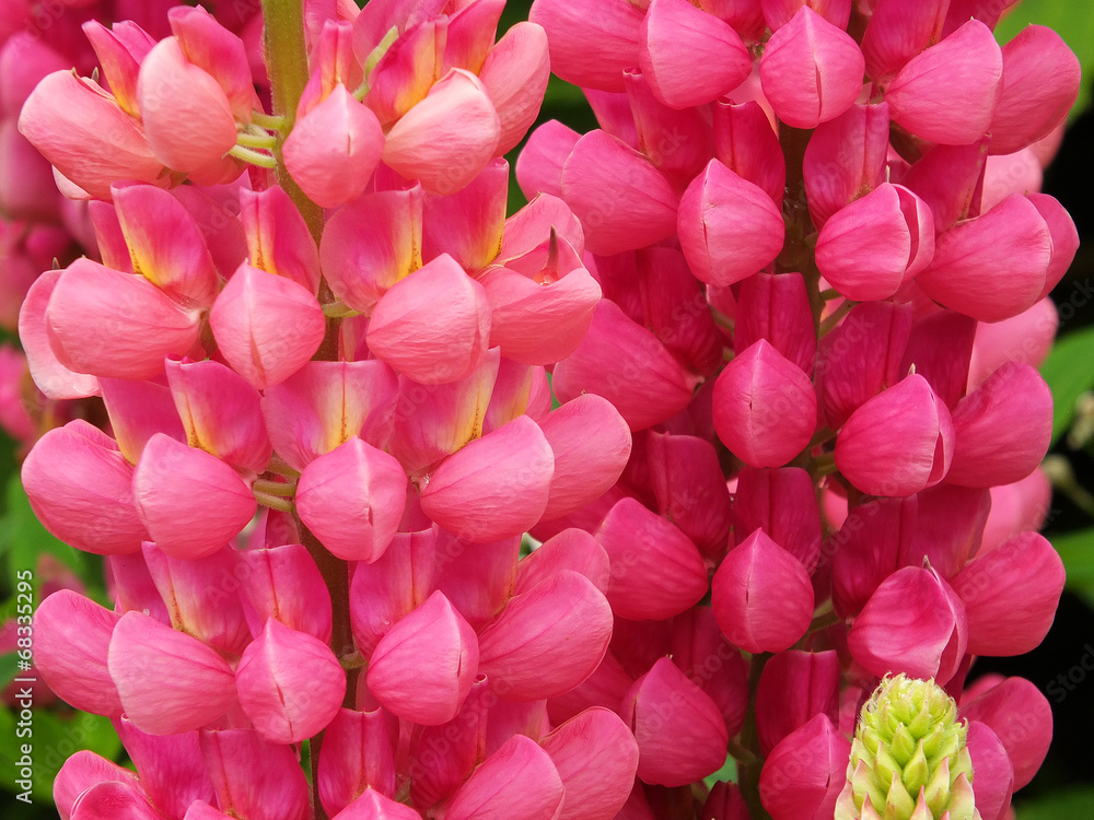 Obraz premium lupin rose