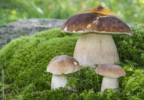 mushrooms - Boletus edulis