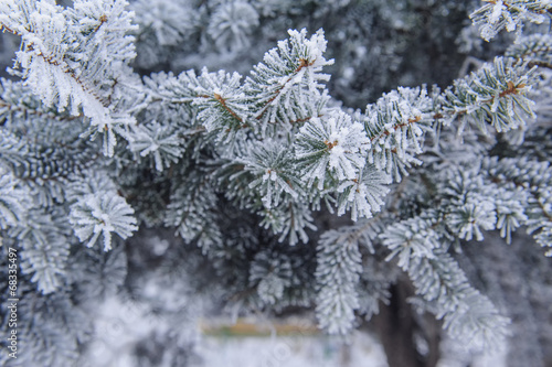 Winter background. A coniferous tree in hoarfrost and snow