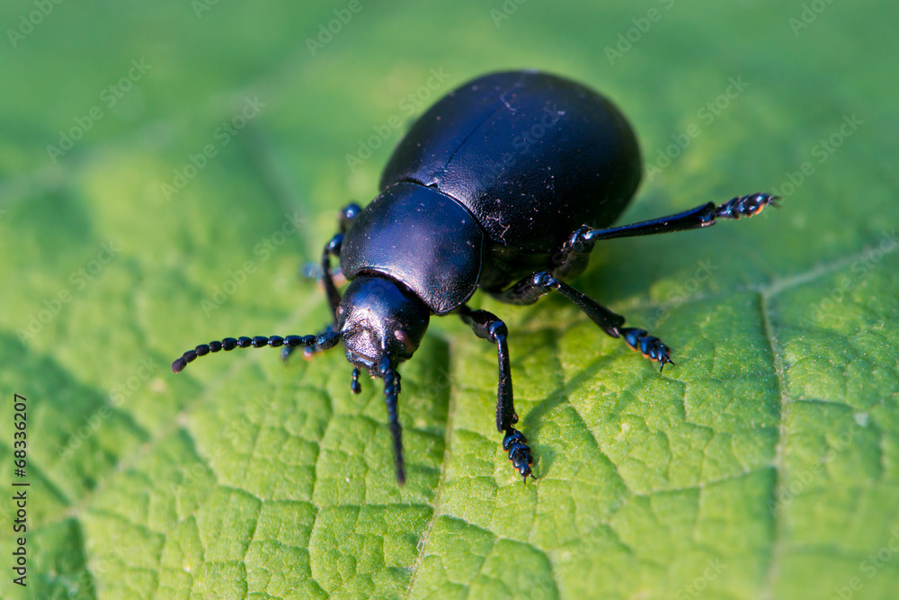 Beetle Beetle