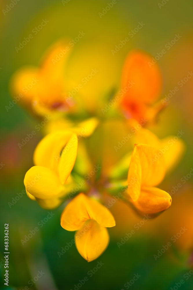 Fototapeta premium wild flower
