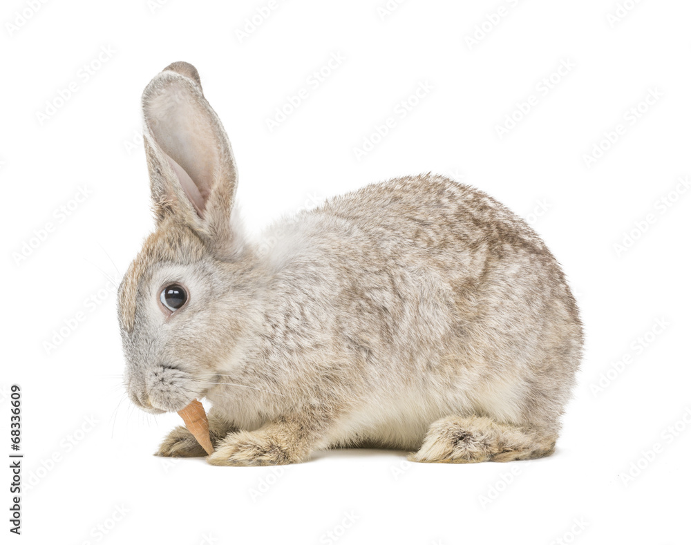 Fototapeta premium Kaninchen frist Karotte