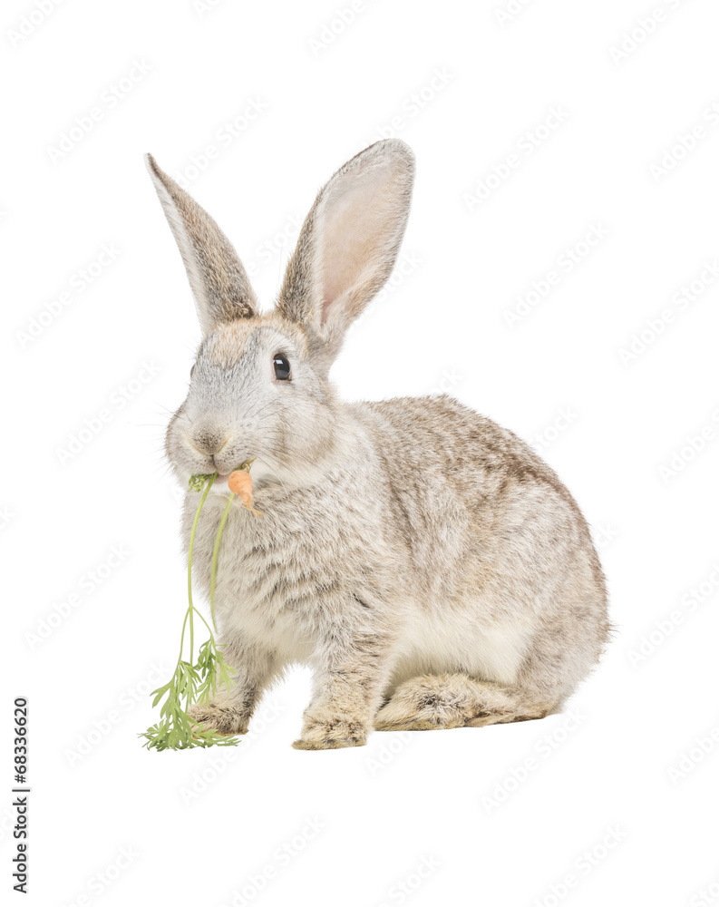 Fototapeta premium Kaninchen frist Karotte