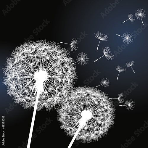 Two flowers dandelions on black background #68338083
