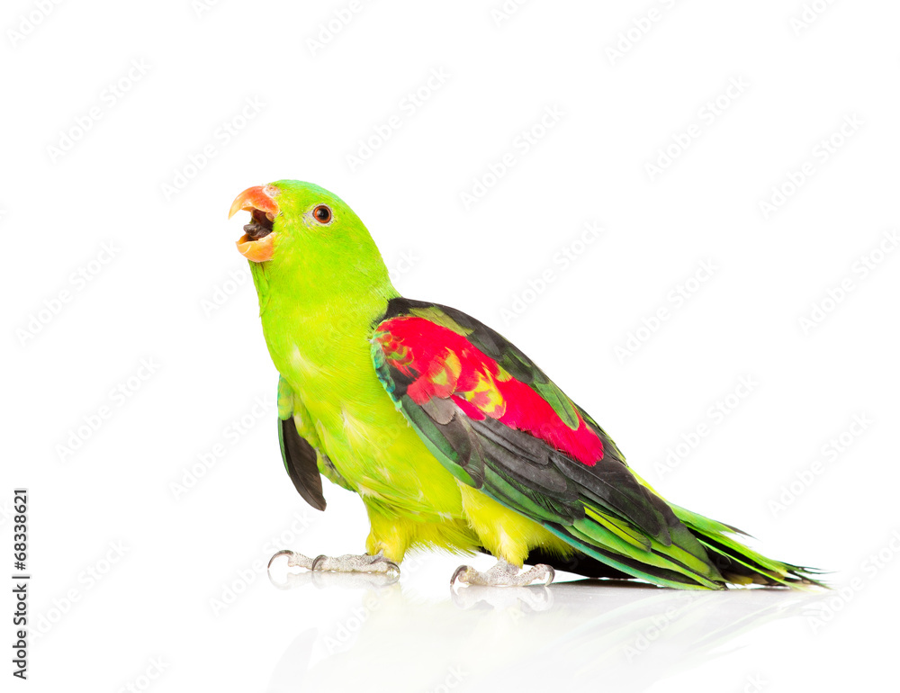 Fototapeta premium Screaming Red-Winged Parrot (Aprosmictus erythropterus) in profi