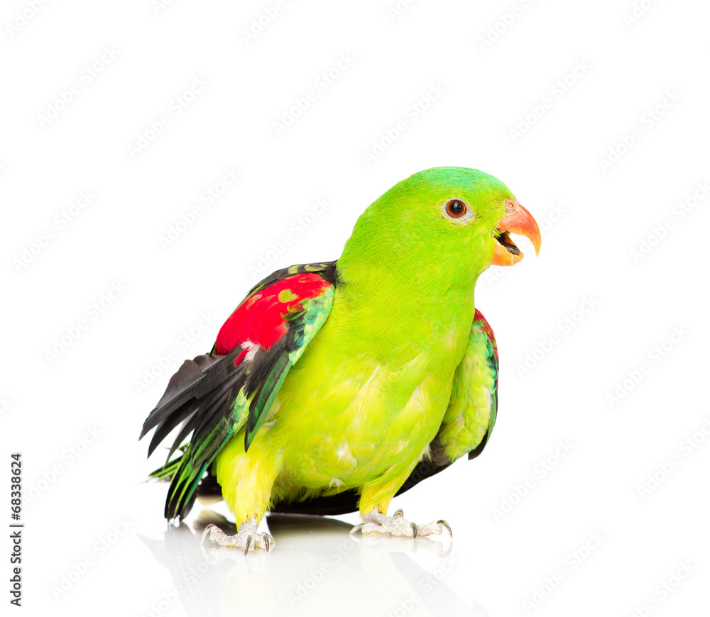 Red-Winged Parrot (Aprosmictus erythropterus) in front . isolate