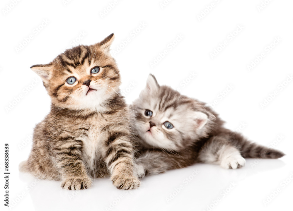 two british kittens looking away. isolated on white background