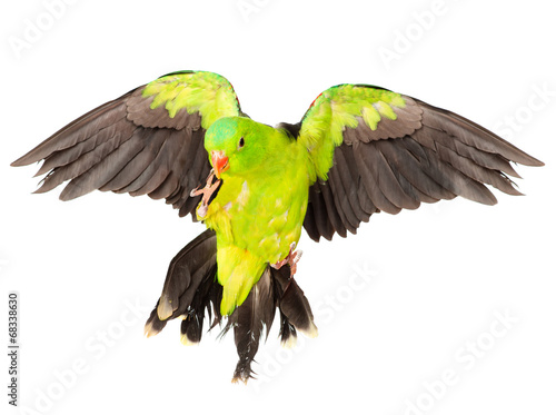 Red-Winged Parrot (Aprosmictus erythropterus). isolated on white