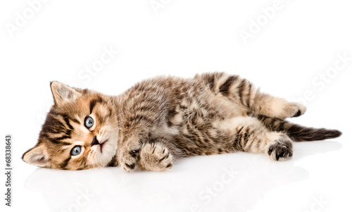 Fototapeta Naklejka Na Ścianę i Meble -  playing british kitten. isolated on white background